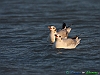 Uccelli charadriiformi 11 - Gabbiano comune.jpg